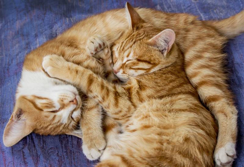 ginger cat sleeping together